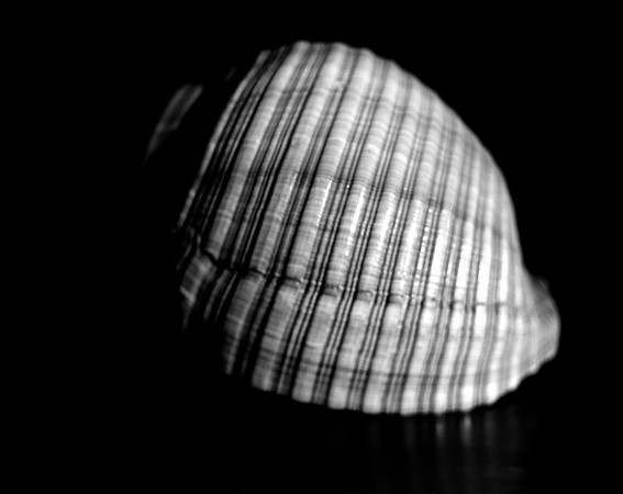 42450_Shells_A