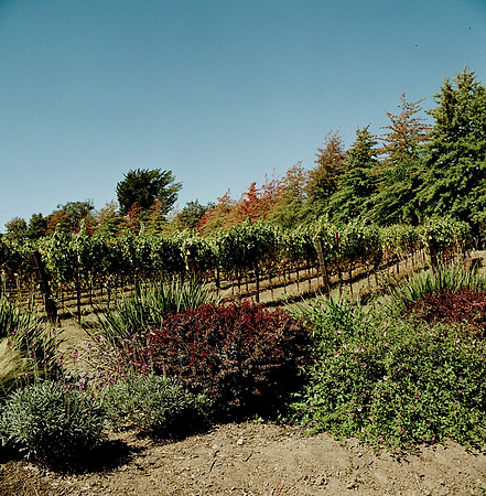 6028_FILM_COLOR_PACIFIC_HIGHWAY_LR_USA_CA_05_5.jpg