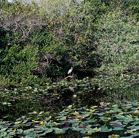 33931_FM_COLOR_SQ_EVERGLADES_FL_03_11.tif