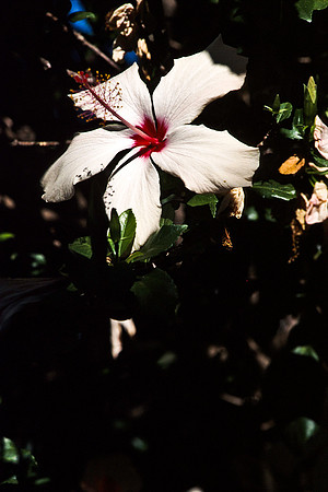 47925_B17_SL_COLOR_SAN_LUIS_OBESPO_CA_97_06.jpg
