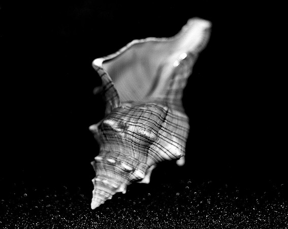42435_FM_4X5_BW_WHELK_SHELLS_FL_04_03.jpg