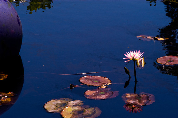 84775_DSC_0104_Fairchild_Garden_Miami_FL_USA