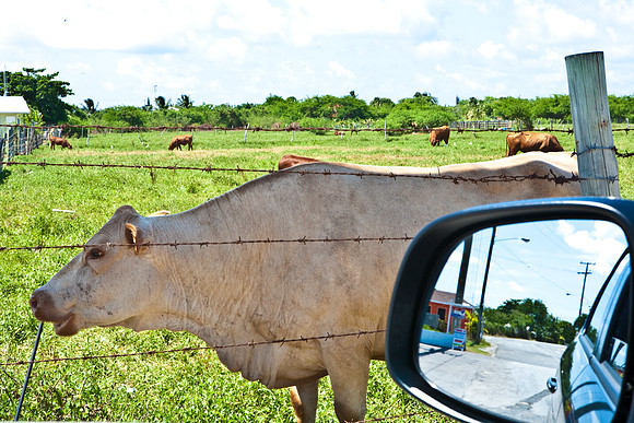 3876_DG_Cayman_Island_Caribbean_ZV4N0019