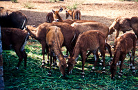 47306_SL_COLOR_INDIA_1987_15