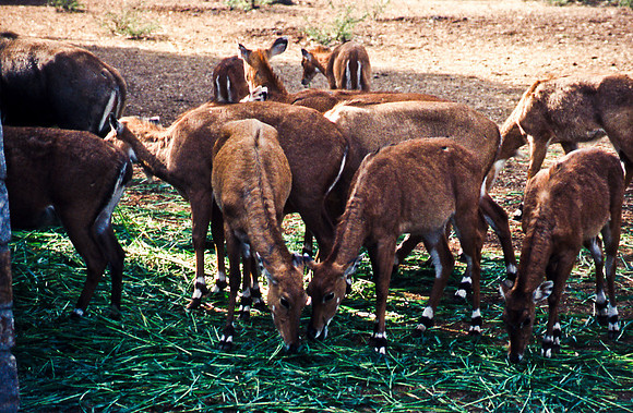 47306_SL_COLOR_INDIA_1987_15