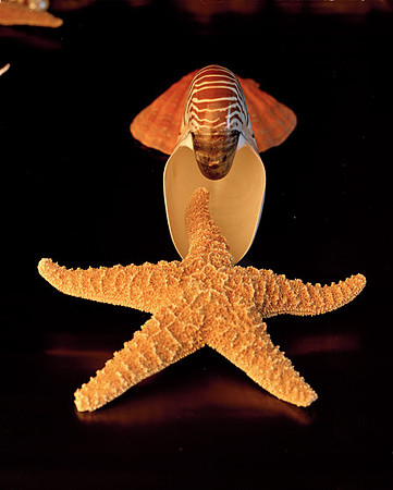 8486_1_Shells_Mix_05