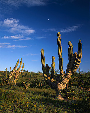 4000_20080719_ADS_Mexican_Landscape_Mexico_P076