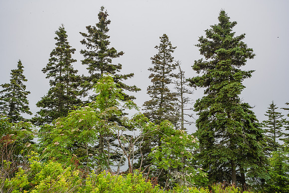 20060627_Maine_ZV4N0975
