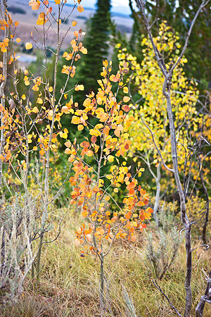 0020_Wyonming_To_Ketchem_Sun_Valley_ID_5L8Y7404