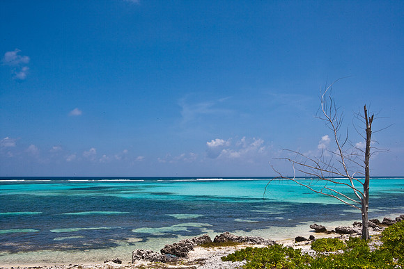 3876_DG_Cayman_Island_Caribbean_ZV4N0601
