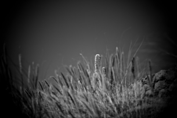 0031_La_Arizona_5L8Y5458