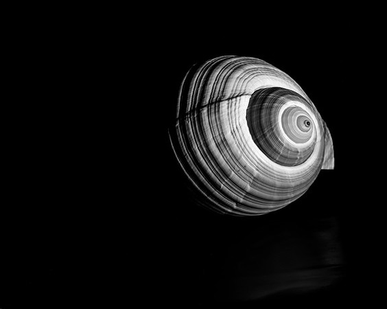 42421_Shells