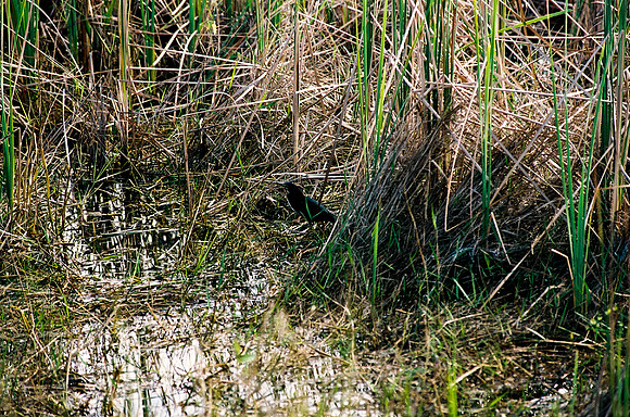 84694_EVERGLADES 33936__Azuley-R3-36