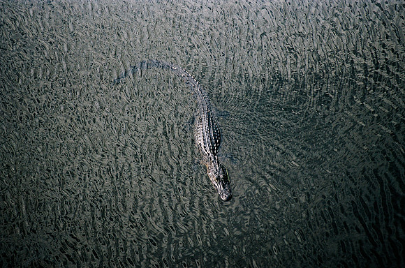 84694_EVERGLADES 33942R5__Azuley-R5-16A