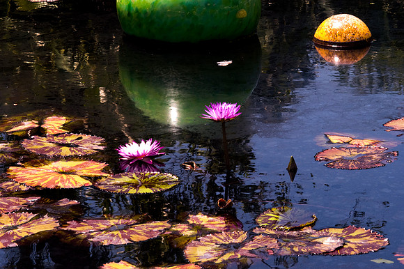 84775_DSC_0094_Fairchild_Garden_Miami_FL_USA
