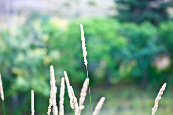 0019_Aspen_To_Jackson_Hole_Wyoming_5L8Y7114