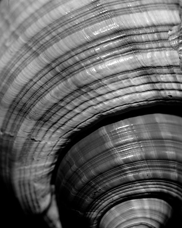 42426_Shells_D