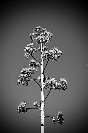 0031_La_Arizona_5L8Y5412