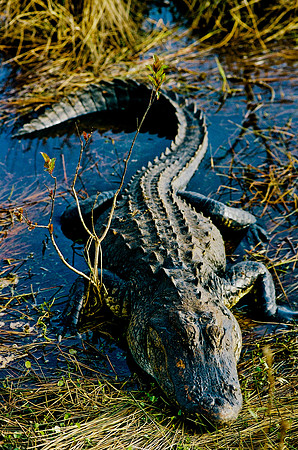 84694_EVERGLADES 33942__Azuley-R8-5