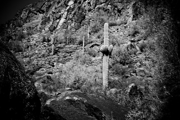 0031_La_Arizona_5L8Y5559