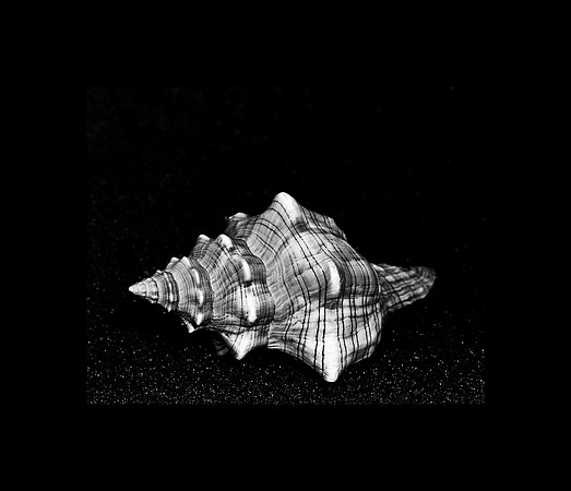 42467_FM_4X5_COLOR_WHELK_LIGHTING_SHELLS_FL_04_04.jpg