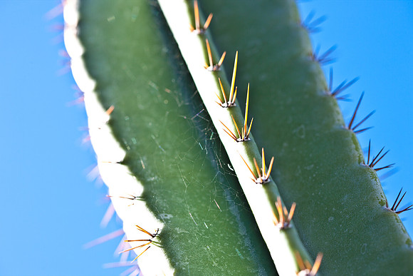 0031_DG_Cactus_Scottsdale_AZ_USA_2009_5L8Y5181