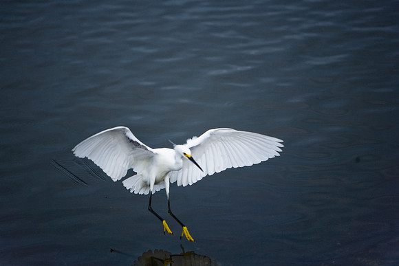 85540_ZV4N7104_Miami_To_Sanibel_Island_FL_Sanibel_FL_USA