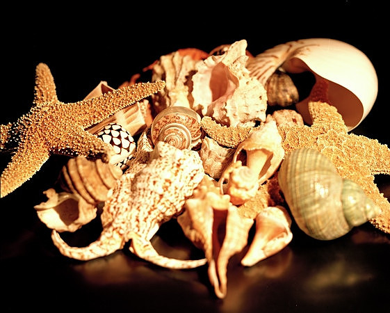 8488_1_Shells_Mix_05