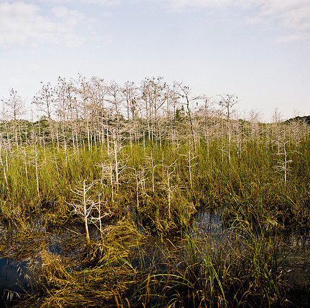 33931_FM_COLOR_SQ_EVERGLADES_FL_03_01.tif