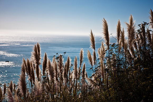 20080904_DVD25_DG_USA_Los_Olivos_CA_4892_full_blead