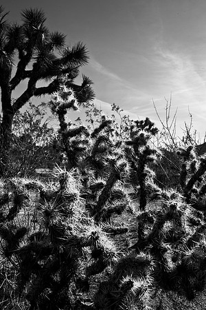 36415_DG_CALIFORNIA_USA_2007_ZV4N_1334