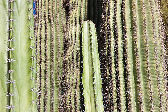 0031_La_Arizona_5L8Y5409
