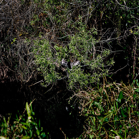 84694_EVERGLADES 33932_AZ1207-R4-E046