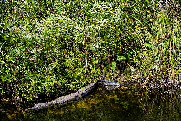 84673_ZV4N_1402_Everglades_Shark_Valley_FL_USA