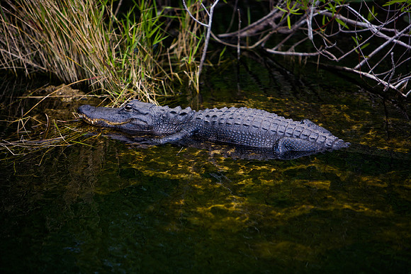 84673_ZV4N_1392_Everglades_Shark_Valley_FL_USA
