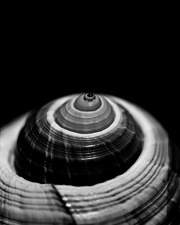 42425_FM_4X5_BW_GIANT_TUM_FL_04_07.jpg