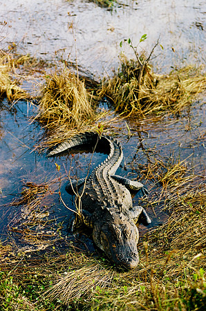 84694_EVERGLADES 33939__Azuley-R7-31A