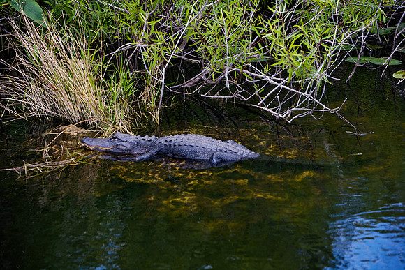 84673_ZV4N_1390_Everglades_Shark_Valley_FL_USA