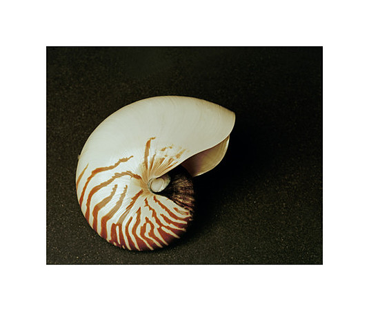 42473_Shells_B_40_30_Wht_copy