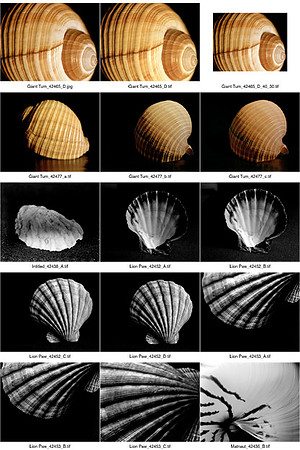 Shells_Contact_Sheet_05