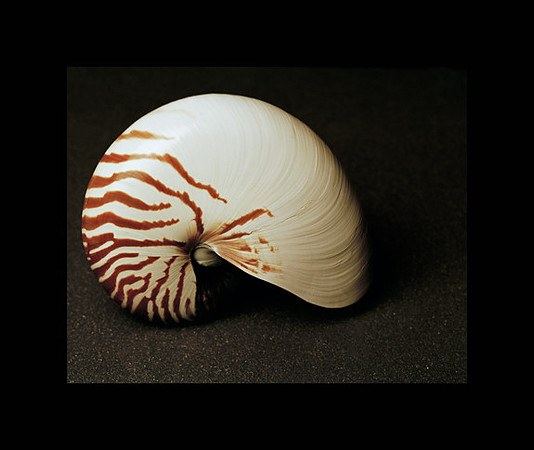 42473_Shells_A_40_30_Black