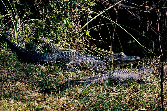 84694_EVERGLADES 33940__Azuley-R6-36A