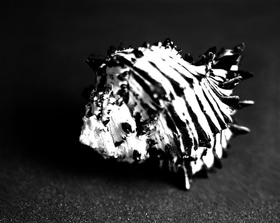 42456_Black_Murex_Shells_B