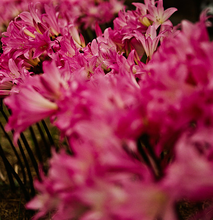 6041_FILM_COLOR_BODEGA_BAY_05_USA_CA_3.jpg