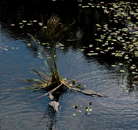 84673_ZV4N_1469_Everglades_Shark_Valley_FL_USA