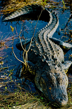 84694_EVERGLADES 33942__Azuley-R8-4