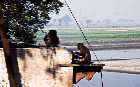 47269_SL_COLOR_INDIA_1987_2