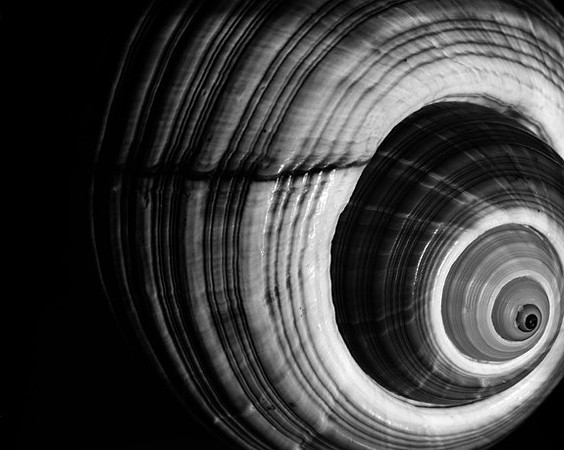 42425_Shells_c