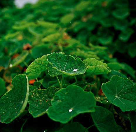 6043_COLOR_SQ_MANDACINO_HEADLANDS_SP_CALFORNIA_05_6.jpg