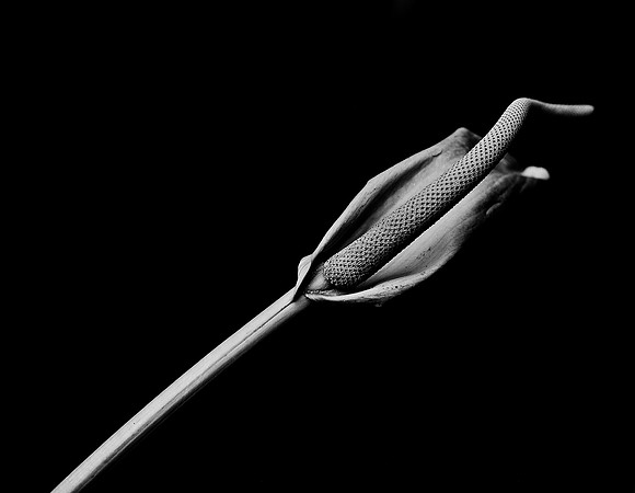 42440_FM_4X5_BW_SPATHPHYLLUM_LILLY_SHELLS_FL_04_04.jpg